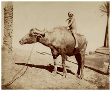 Egypt child buffalo d'occasion  Pagny-sur-Moselle