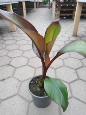 Ensete ventricosum maurelli gebraucht kaufen  Nordkirchen
