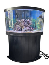 Gallon corner fish for sale  Brooklyn