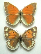 Pair colias diva for sale  FOLKESTONE