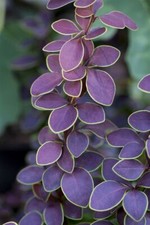 Berberis thunbergii golden gebraucht kaufen  Westerstede