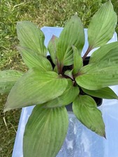 Hosta funkie first gebraucht kaufen  Gadebusch
