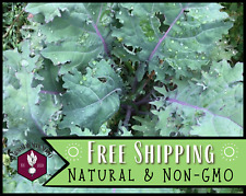 900 kale seeds for sale  Detroit