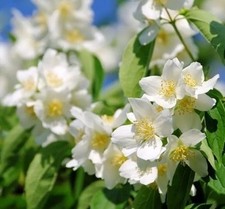 Boutures seringat jasmin d'occasion  Cahors