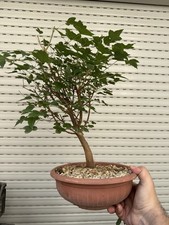 bonsai acer usato bonsai acer usato Italia