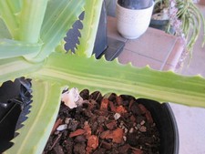Aloe arborescens tree for sale  Glendora