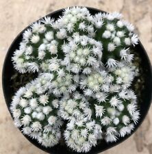 Mammillaria vetula subsp. for sale  San Marcos