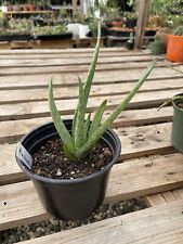 Rare aloe microstigma for sale  Sacramento