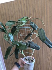 Hoya villosa globulosa gebraucht kaufen  Mainz