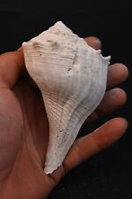 Coquillage fossile gasteropode d'occasion  Forcalquier