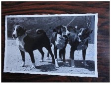 Photo animals dog d'occasion  Expédié en Belgium