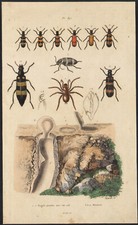 1839 gravure aquarellée d'occasion  Besançon