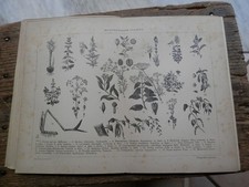 Antica stampa incorniciare usato  Salerno