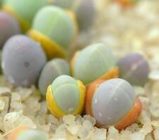 Gibbaeum comptonii exotic for sale  Miami