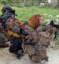 Blue partridge gold for sale  ST. AUSTELL