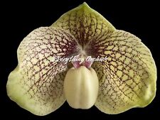 Paph. leucochilum hangianum for sale  Sugar Land