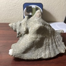 Natural queen conch for sale  Somerset