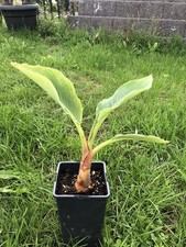 Musella lasiocarpa goldene gebraucht kaufen  Hahnbach