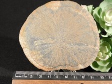 Big chalcopyrite sun for sale  Salt Lake City