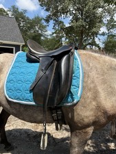 Thornhill klasse dressage for sale  Aiken