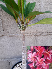 Plumeria dulcemia beautiful for sale  Mira Loma