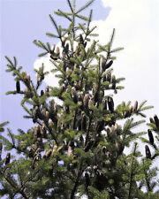 Balsam fir tree for sale  Massillon