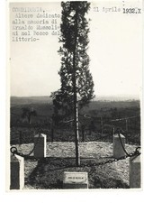 Macerata corridonia bosco usato  Jesi