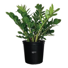 Plant live indoor for sale  Miami