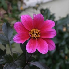Dahlia bishop canterbury for sale  STOKE-ON-TRENT