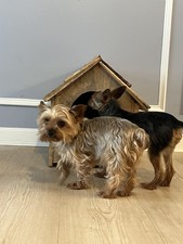 Small dog house for sale  Levittown