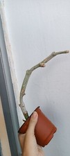 Ceropegia Fusca Flor Marrón comprar usado  Enviando para Brazil