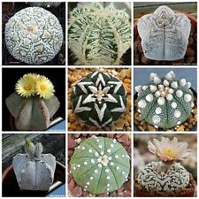 Semi miscuglio astrophytum usato  Nizza di Sicilia