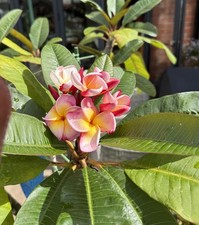 Large plumeria plants for sale  TEWKESBURY