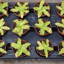 Pinguicula grandiflora carnivo for sale  GODALMING