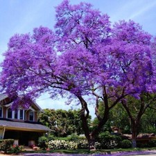 Empress tree paulownia for sale  NOTTINGHAM