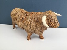 highland cattle for sale highland cattle for sale NORTHAMPTON