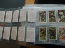 butterflies moths for sale butterflies moths for sale MELTON MOWBRAY