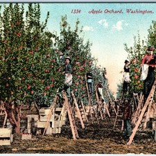 C1910s washington apple for sale  Evansdale