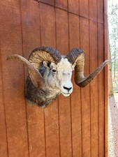 Record chadwich ram for sale  Rapid City