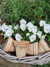 Blumentopf übertopf terrakott gebraucht kaufen  Neustadt/Dosse