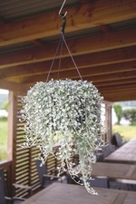 Dichondra argentea silver for sale  BECCLES