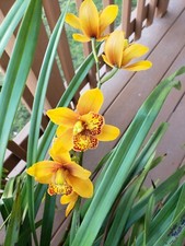Midas touch cymbidium for sale  Homer Glen