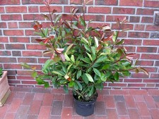 Photinia fraseri red gebraucht kaufen  Westerstede