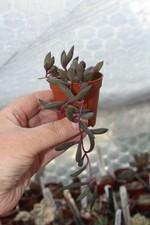 Othonna capensis ruby for sale  YORK