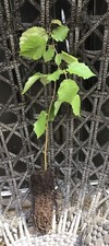 Hazel nut tree for sale  ST. NEOTS