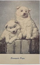 Postcard samoyede pups d'occasion  Expédié en Belgium