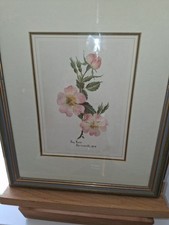 Alice cole dog for sale  COVENTRY