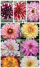 Dahlia seeds bicoloured for sale  TYWYN