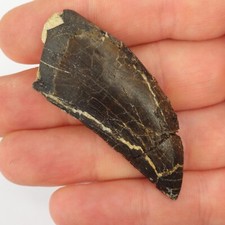 Allosaurus 2.18 tooth for sale  Rockledge