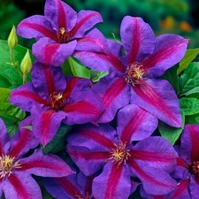 Clematis mrs thompson for sale  UK